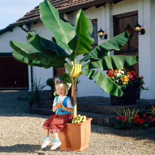Banana tiger basjoo - banana,
