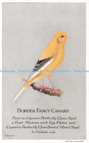 R394329 border fancy canary - r394329,