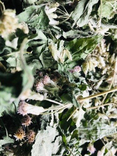 Dried mexican dream herb calea - dried,