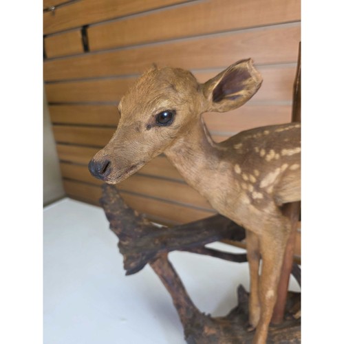 Fhdr203 vintage fawn deer - -,
