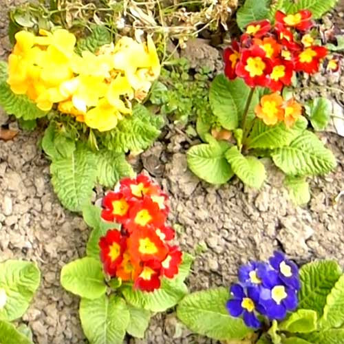 Primula auricula mixture 200 - mixture,