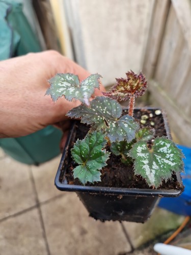 Begonia palmata - , group)