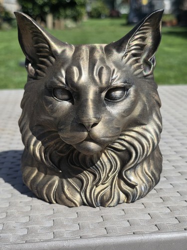 Maine coon cat - maine,