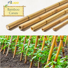 2ft - 6ft Strong Thick Heavy Duty Bamboo Canes Garden Flower Plant Support Stick