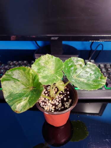 Rare variegated begonia rouge - variegated,