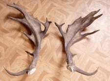 2 Beautiful Fallow Deer Fallow