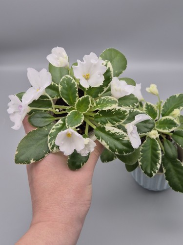 Indoor blooming