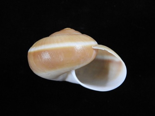 Land snail hemiplecta - snail,