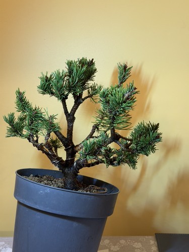 Mugo pine bonsai - pine,