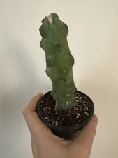 Myrtillocactus Geometrizans