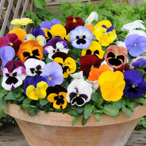 Pansy mini plug - plants, mixed