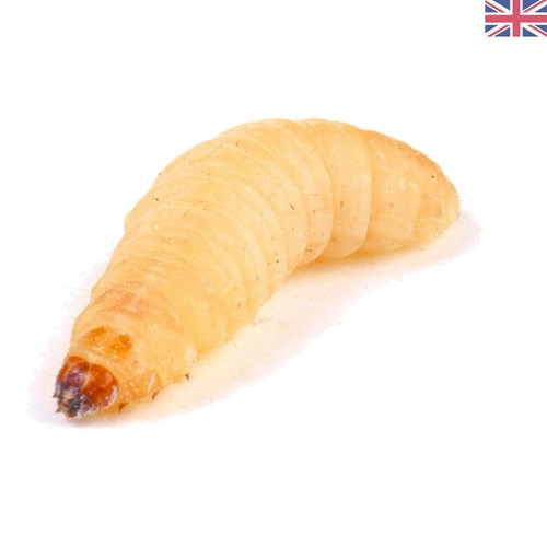 Nutritious waxworms 25mm - nutritious,