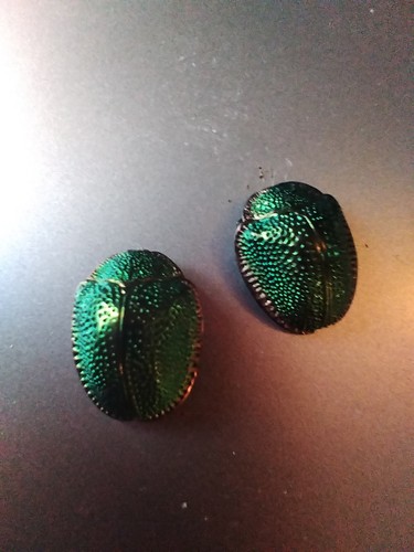 Antique pair real scarab - pair,