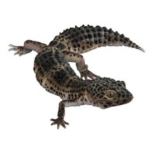 Bandai Gashapon Leopard Gecko Action Figure ADVANCE Carbon 18cm 2023 Japan