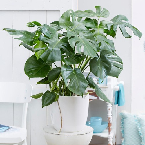 Swiss cheese plant - cheese,