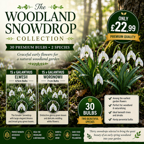 Woodland snowdrop bulbs - 30,