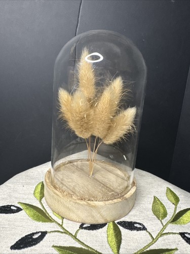 Wood base glass dome - , dried
