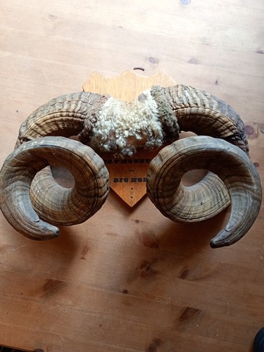 Rocky mountain big - big, horn