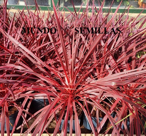 Cordyline australis - cordyline,