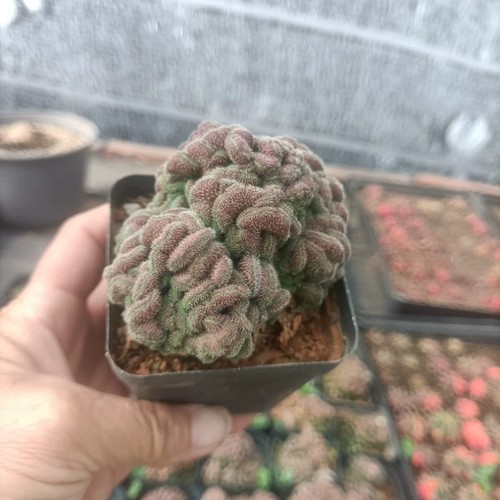 6cm succulent cactus plant - 5-6cm,