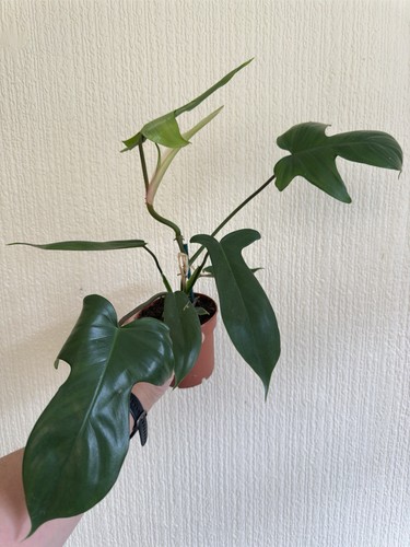 Philodendron florida green - philodendron,
