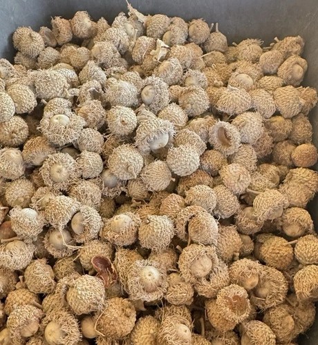 Big bur oak - bur, you