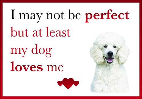 Funny dog loves white - dog,