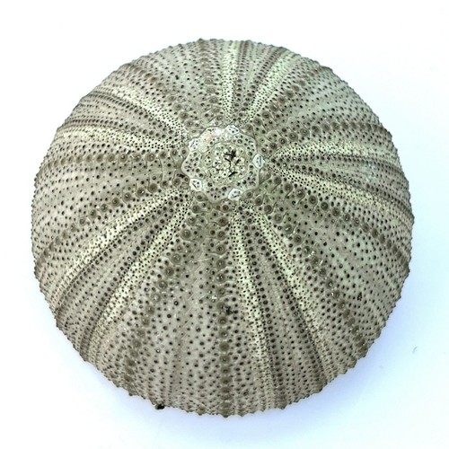 Sea urchin green 5 6 - 1, x