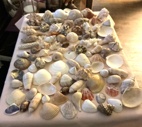 Extra large seashell lot 11 - large, #11