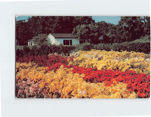 Postcard flowers houses - flowers,