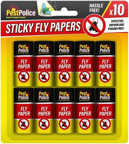 Fly flies insect - fly,