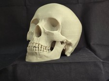 Lifesize Human Skull, natural