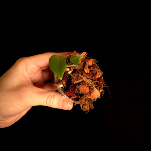 Scindapsus snake scale - scindapsus,