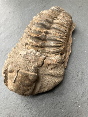Fossilised trilobite - fossilised,