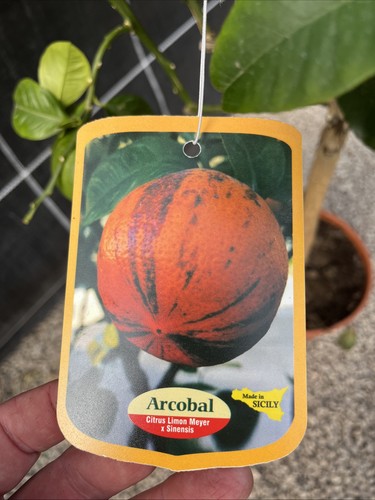 Citrus orange arcobal - citrus,