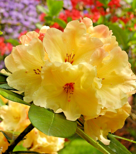 Rhododendron yellow nancy - yellow,