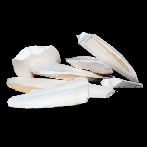 Pet ting broken cuttlefish - ting,