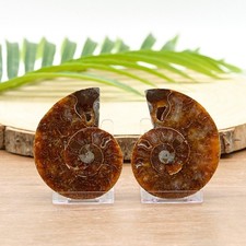 Large Polished Ammonite Fossil