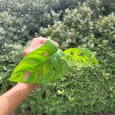 Monstera Plant, Swiss Cheese