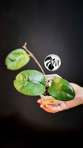 Hoya motoskei full plant - full,