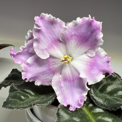African violet standard le - violet,