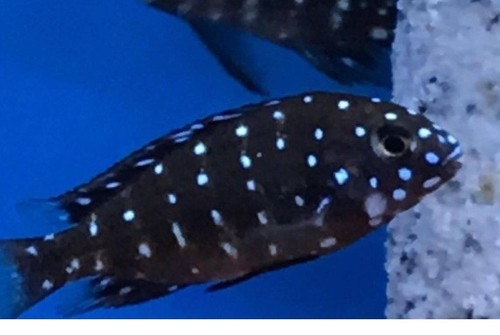 Tropheus doubisi - tropheus,