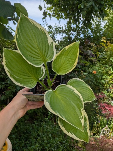 Hosta tokudama - hosta,