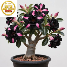 Desert Rose for