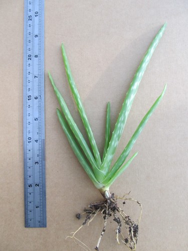 Baby aloe vera - baby,
