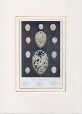 Eggs of British Birds (b)