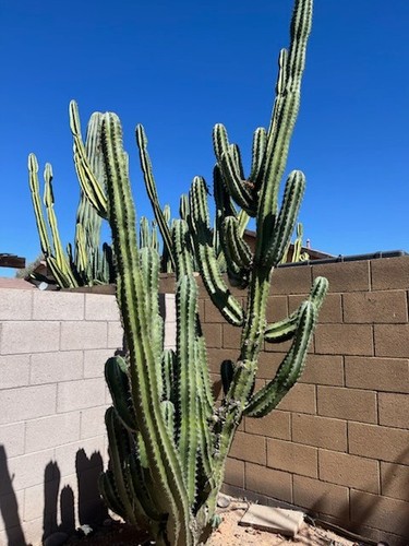 Cereus repandus cactus - cactus, 10"