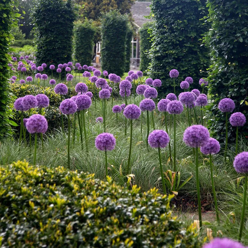 Allium globemaster bulbs - allium,