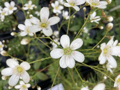 Saxifraga polar drift - drift',