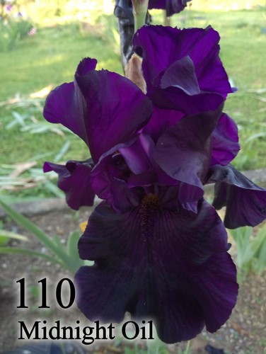 Rhizoma iris germanica - 1,